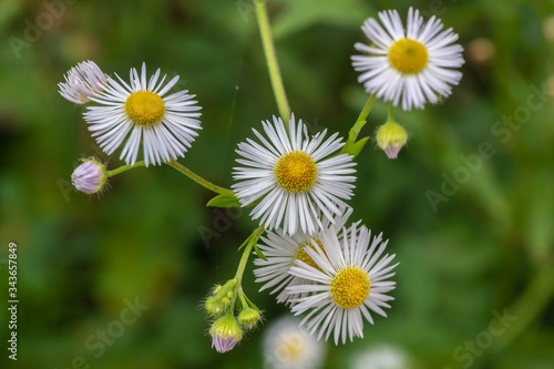 Fototapeta Naklejka Na Ścianę i Meble -  daisies in the grass