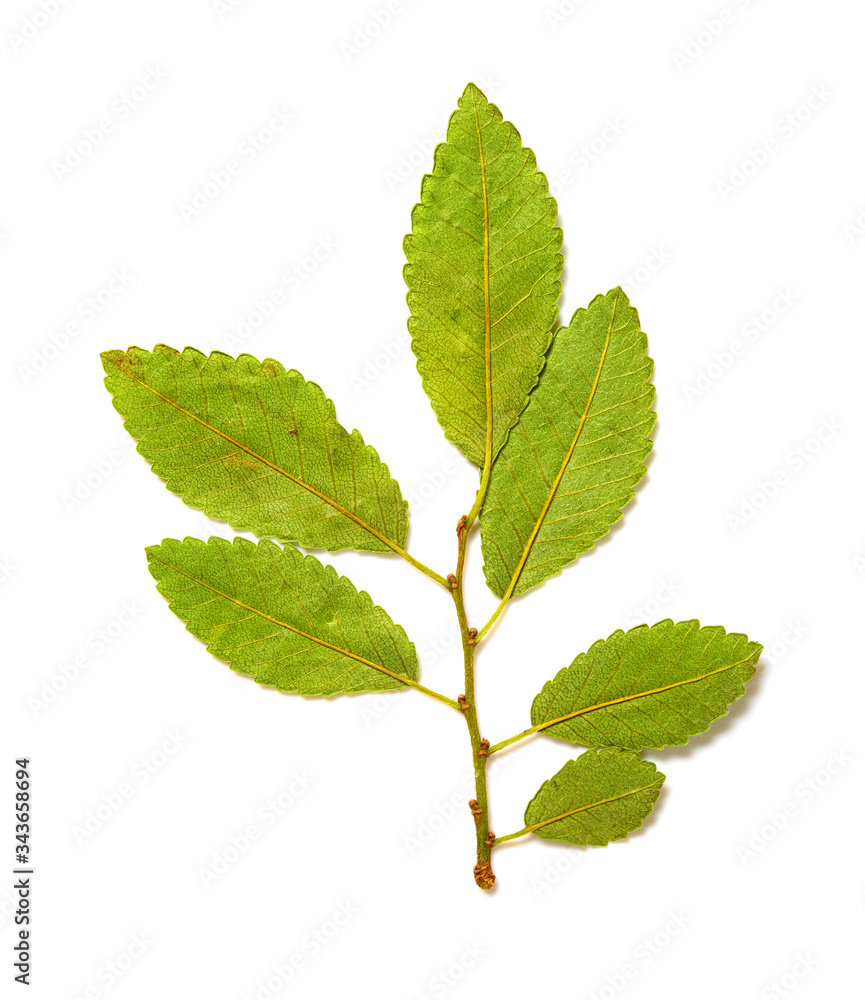 dry leaves on a white background dry leaves on a white background
