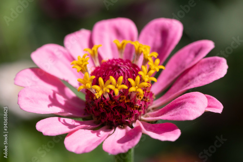 close up of pink flower with a yellow heart
