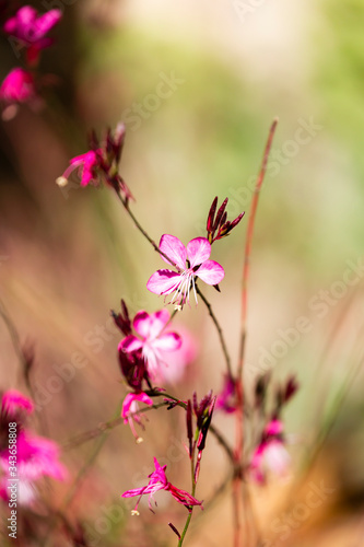 pink flowers © johnhofboer50
