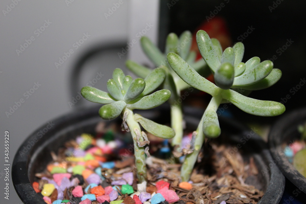 Obraz premium flower in a pot