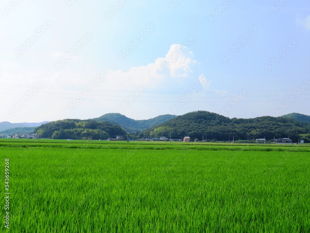 日本の田舎の風景　8月　水田の稲と山と空