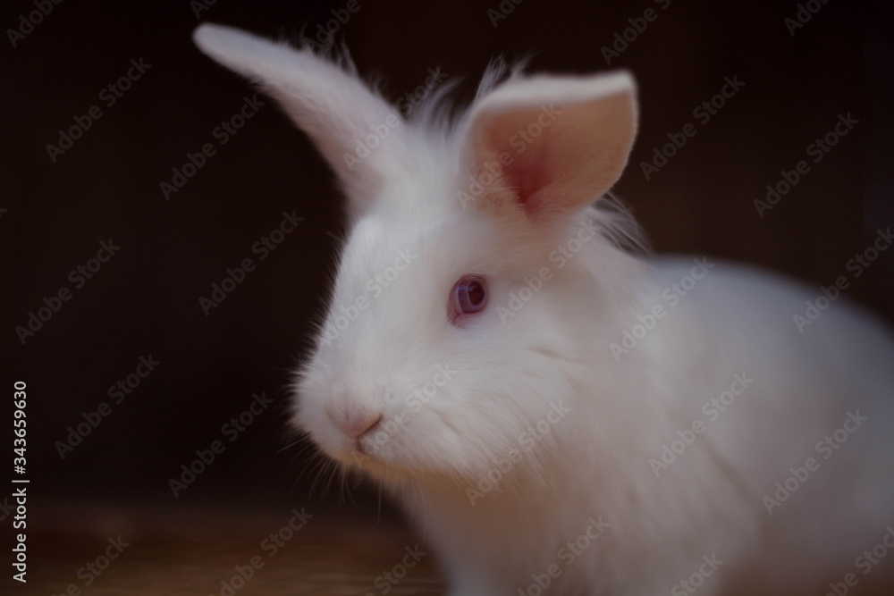 white rabbit on black background white rabbit on black background