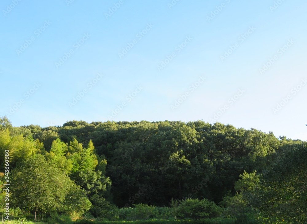 日本の田舎の風景　8月　夏の山の木々と青空