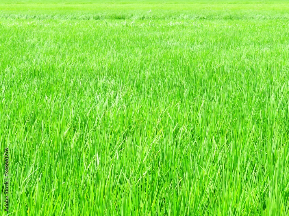 日本の田舎の風景　8月　水田の稲を渡る風
