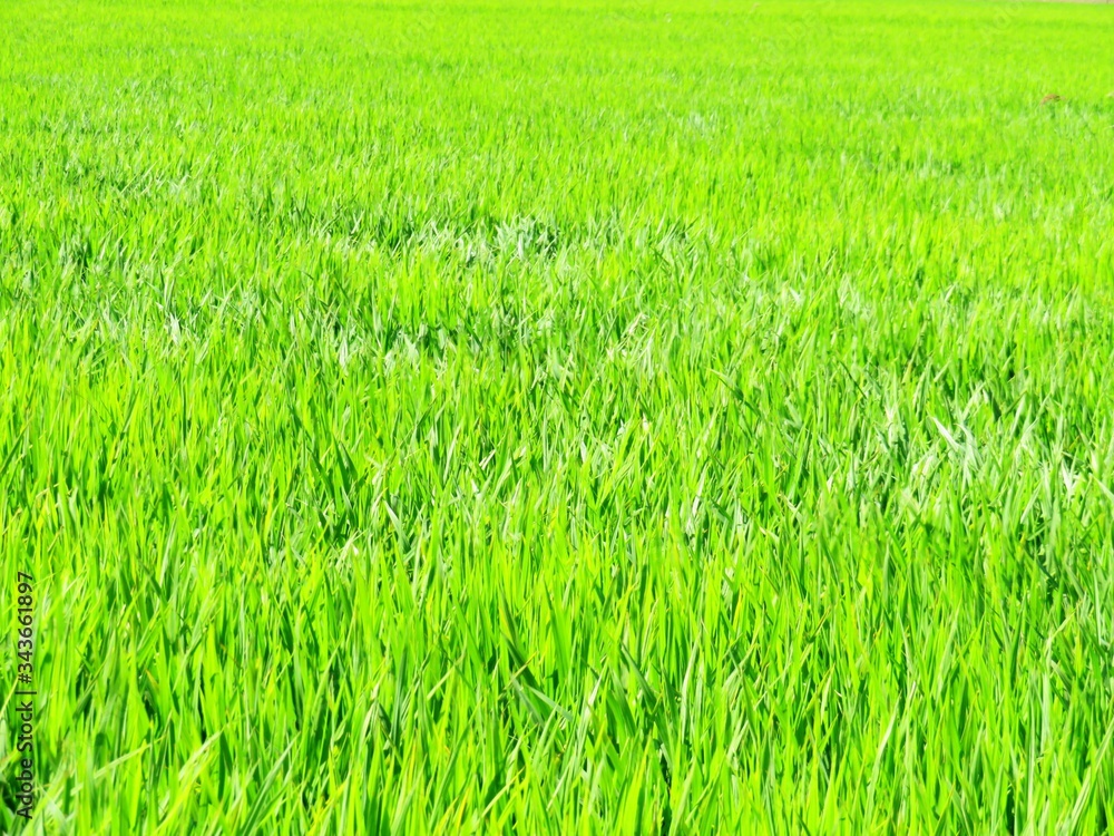 日本の田舎の風景　8月　水田の稲を渡る風