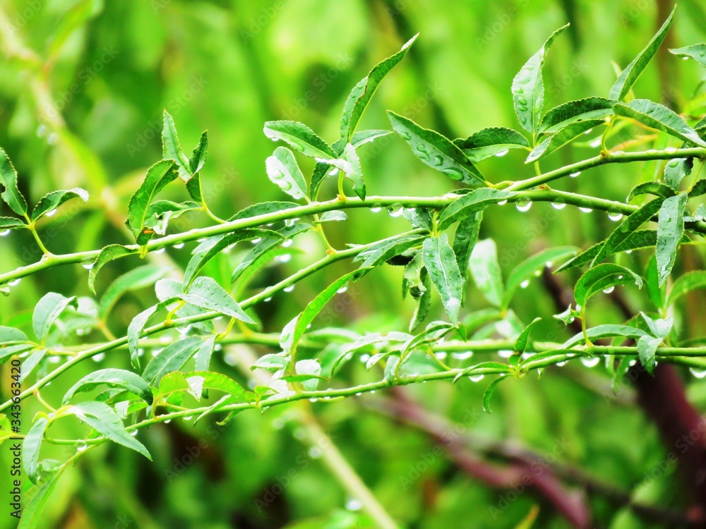 Obraz premium 日本の田舎の風景 8月 雨降り 葉にとまる水滴
