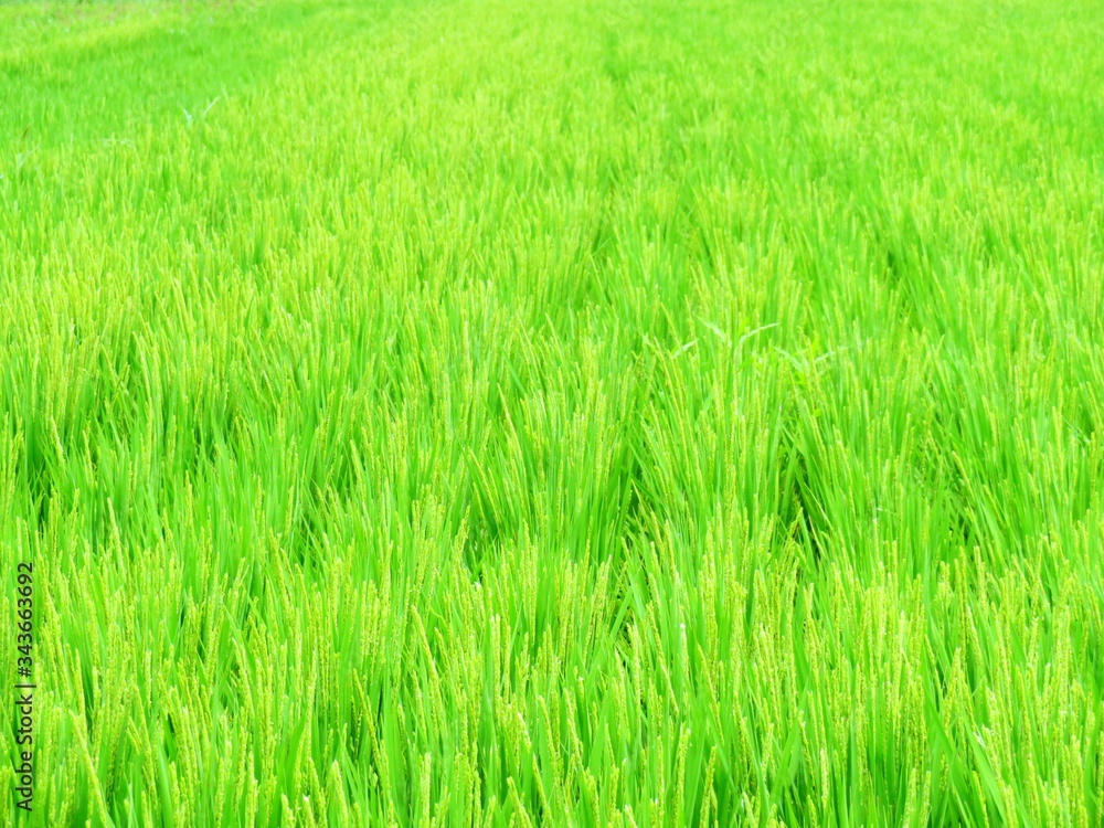 日本の田舎の風景　8月　稲穂の花