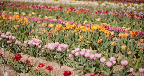 Wallpaper Mural Blooming Tulips on Flowers Plantation Farm Torontodigital.ca