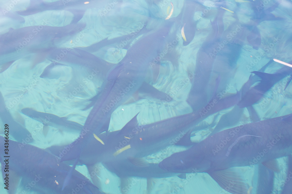 Fototapeta premium sharks in the sea