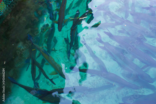 Acuario con tiburones 