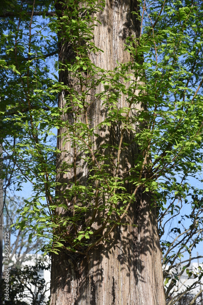 Fototapeta premium Metasequoia trunk and row of fresh green / Cupressaceae deciduous tall tree 