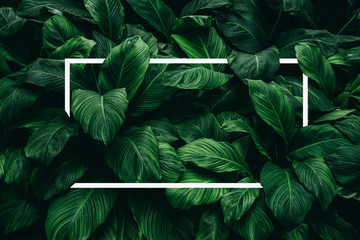 Spathiphyllum cannifolium concept, green abstract texture with white frame, natural background, tropical leaves in Asia and Thailand.