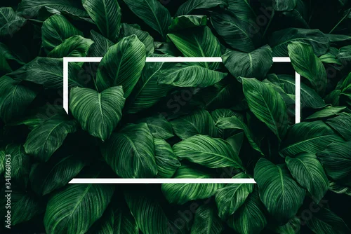 Obraz Spathiphyllum cannifolium concept, green abstract texture with white frame, natural background, tropical leaves in Asia and Thailand.