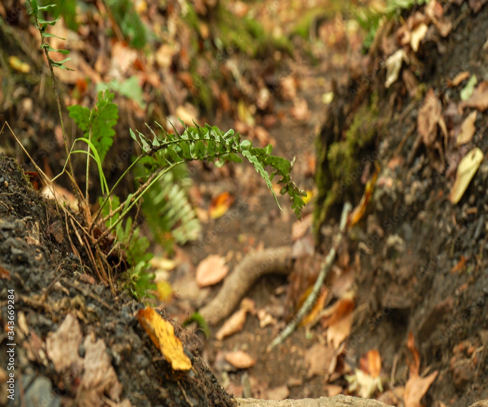 Obraz premium Plantlife in Autumn