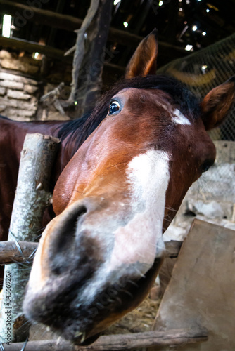 Fotografía horse heads, close-up, horse details