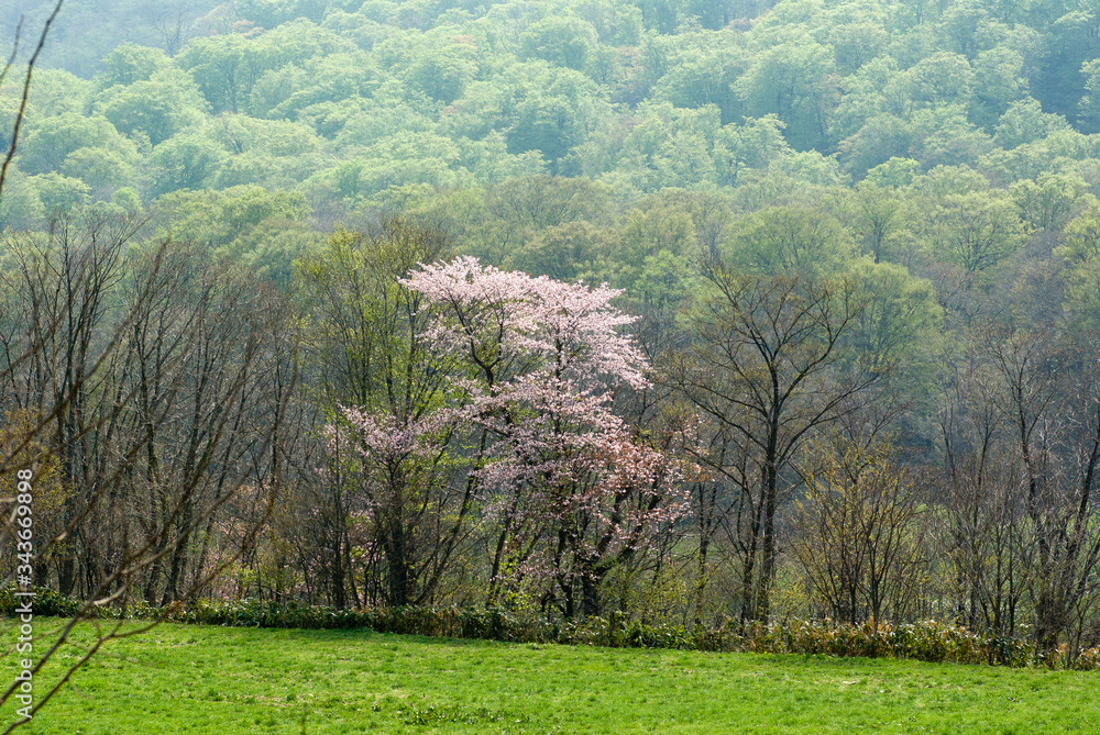 Fototapeta premium 春の霞 北海道の風景