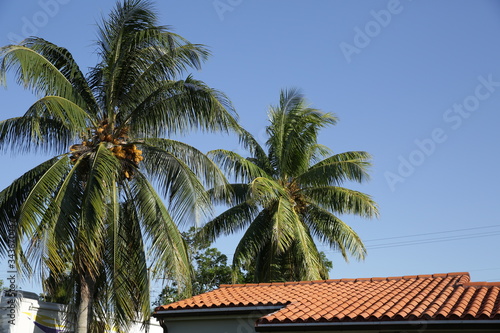 palm trees against blue sky and red tiled roof with copy space for text
