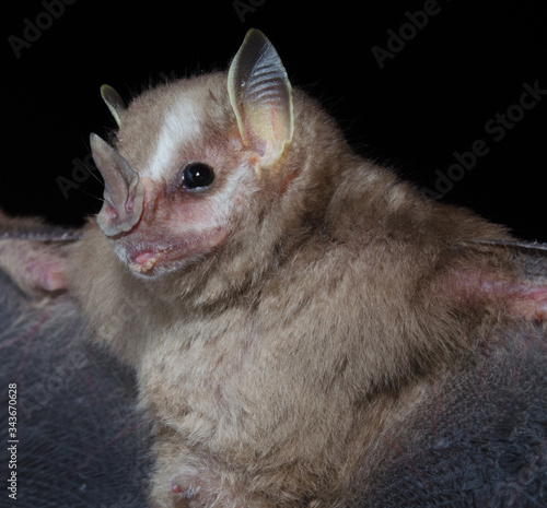 The southern little yellow-eared bat (Vampyressa pusilla) is a frugivorous bat species from South America. It is found in Brazil, Argentina and Paraguay.
