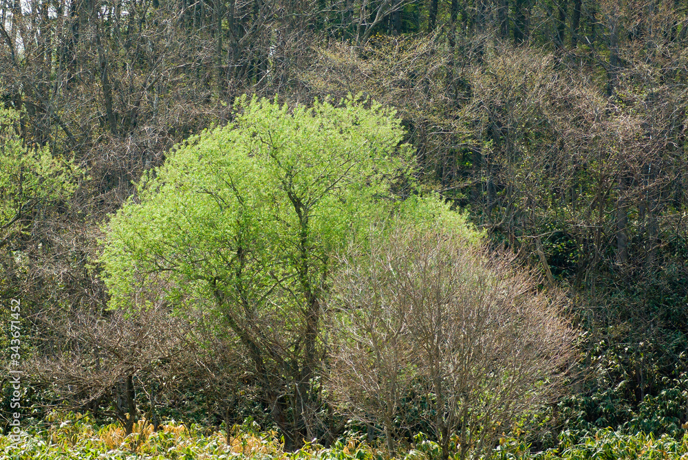 春の霞　北海道の風景