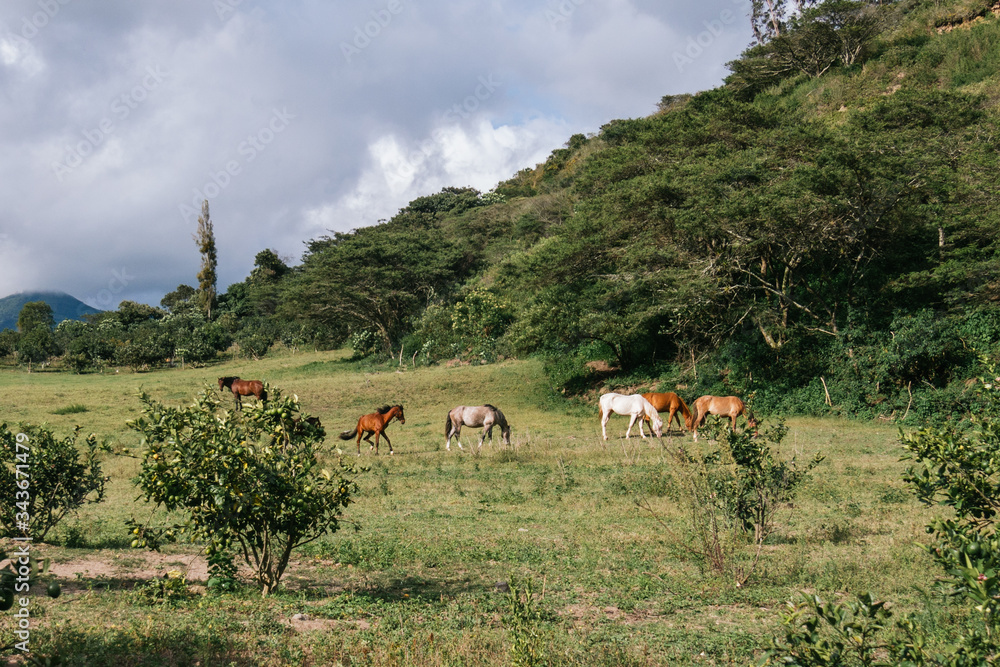 Obraz premium horses grazing, wide green area, all green