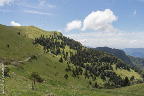 The view of green slope with coniferous forest in a sunny day.
