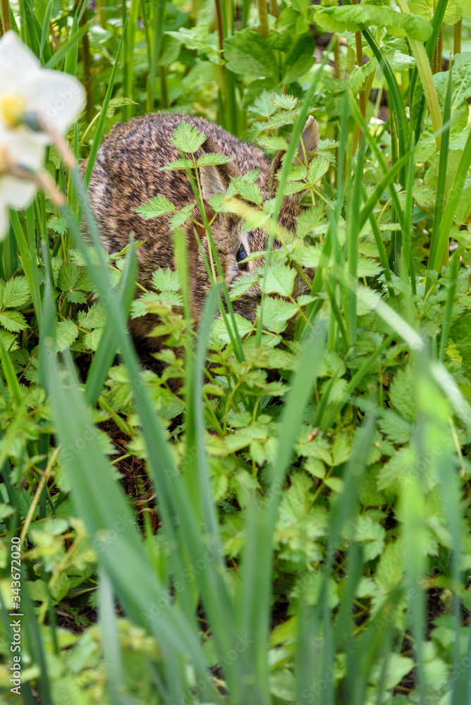 Native bunny hiding in green foliage in the garden
Native bunny hiding in green foliage in the garden