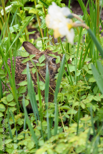 Native bunny hiding in green foliage in the garden 