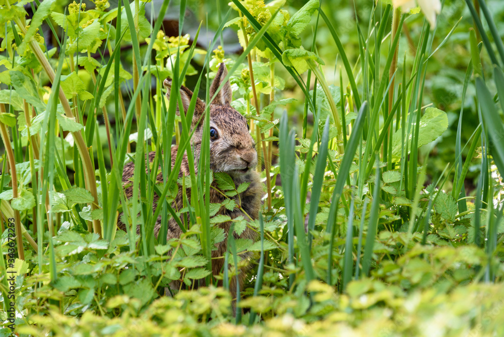 Curious native bunny sitting in green foliage in the garden
