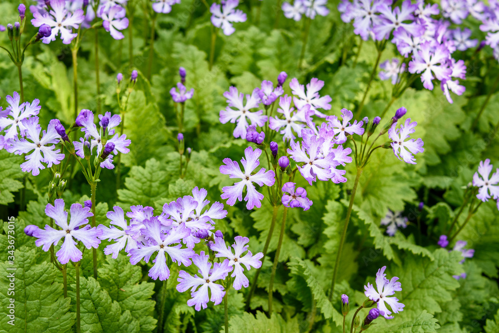 Purple and white asiatic primrose blooming in a garden
Purple and white asiatic primrose blooming in a garden