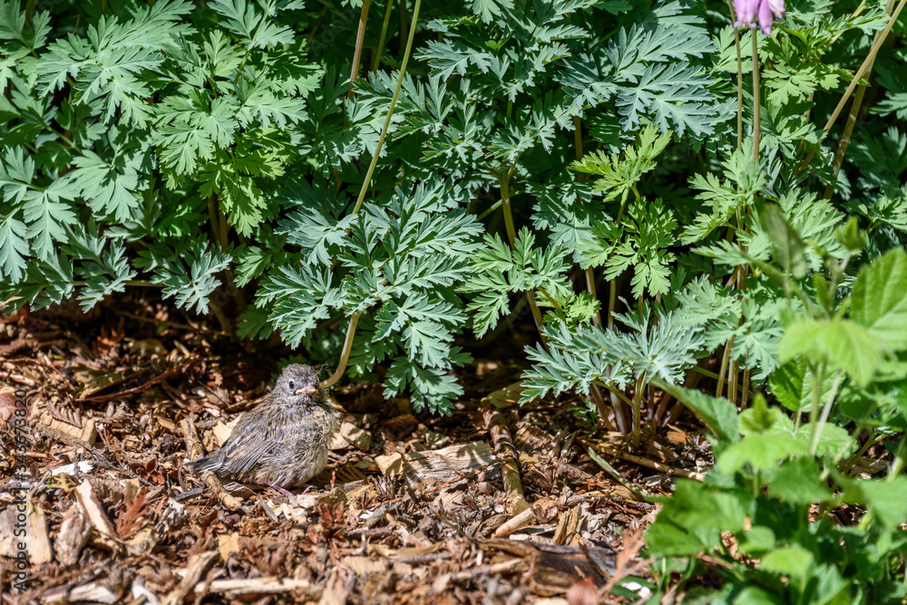 Naklejka Baby junco bird sitting in a garden waiting for food from parents, bleeding heart foliage and wood chips