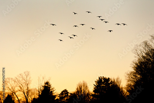 Flock of pigeons in flight at sunset