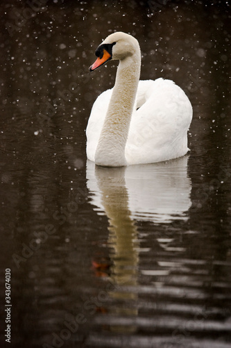 Mute swan during early winter snowfall