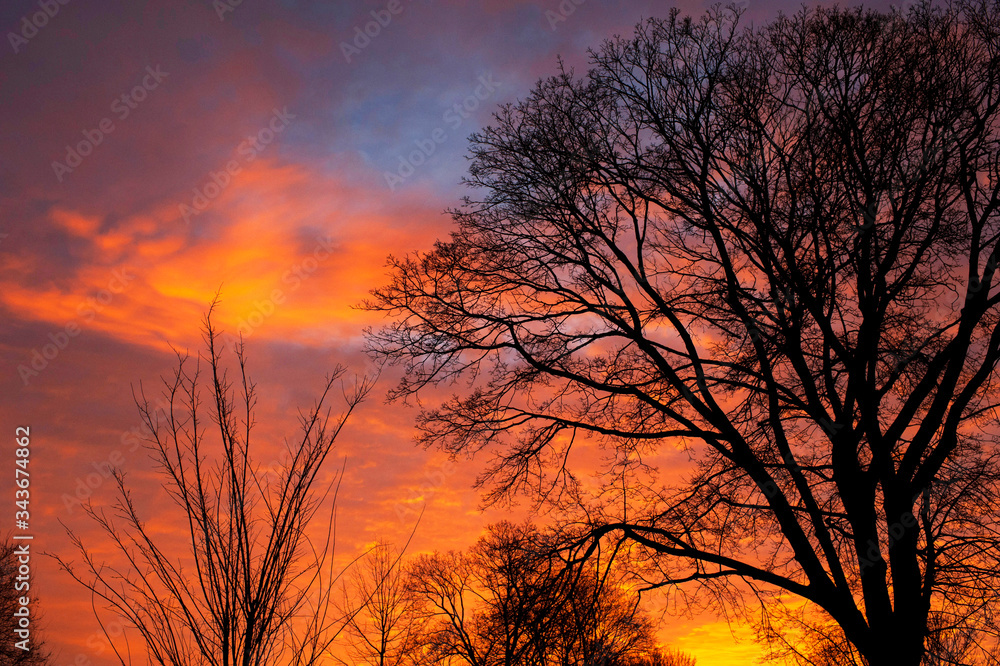 Vibrant sunrise with trees in foreground Vibrant sunrise with trees in foreground