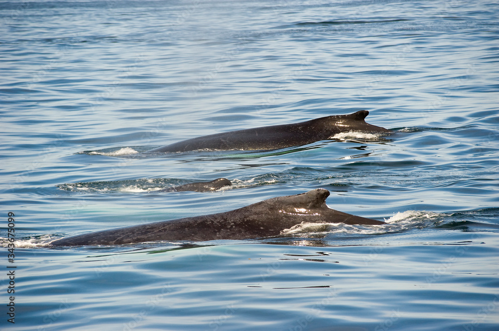 Obraz premium Whale fins breaching in Atlantic Ocean