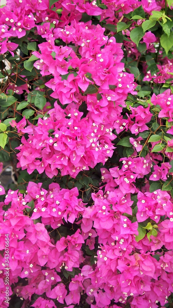 The colorful of Bougainvillea in Thailand