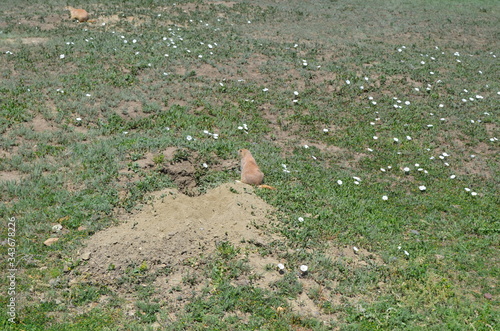 Late Spring in the North Dakota Badlands: Prairie Dog Next to its Burrow in the South Unit of Theodore Roosevelt National Park