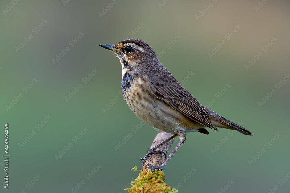 juvenile male Bluethroat, funny pale brown with some blue and black plumage on its breast perching on mossy stick over fine and blur background juvenile male Bluethroat, funny pale brown with some blue and black plumage on its breast perching on mossy stick over fine and blur background