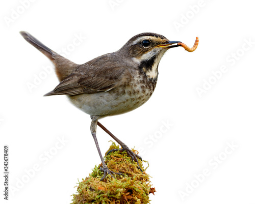 Photography Happy bird with fresh meal worm in its mouth while perching on mossy green grass