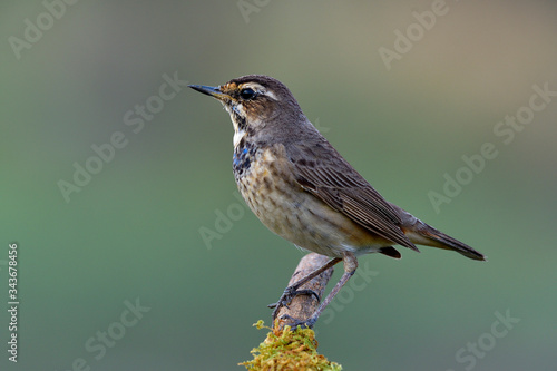 juvenile male Bluethroat, funny pale brown with some blue and black plumage on its breast perching on mossy stick over fine and blur background