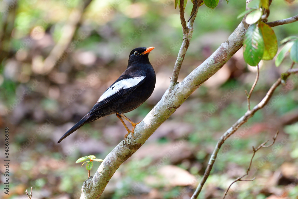 Fototapeta premium Beautiful black bird with yellow bills and grey feathers on its wings perching on tree branch, Turdus boulboul (Grey-winged blackbird)
