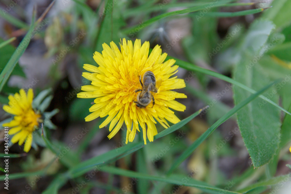 spring yellow dandelion close-up with a bee in green grass spring yellow dandelion close-up with a bee in green grass