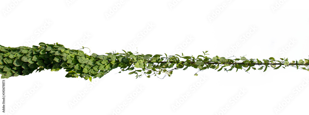 Natural ivy vine that twists along the electric wire on a separate white background with the clipping path.