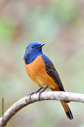 Beautiful orange and blue bird perching on curved branch over romantical background in nature, male blue-fronted redstart