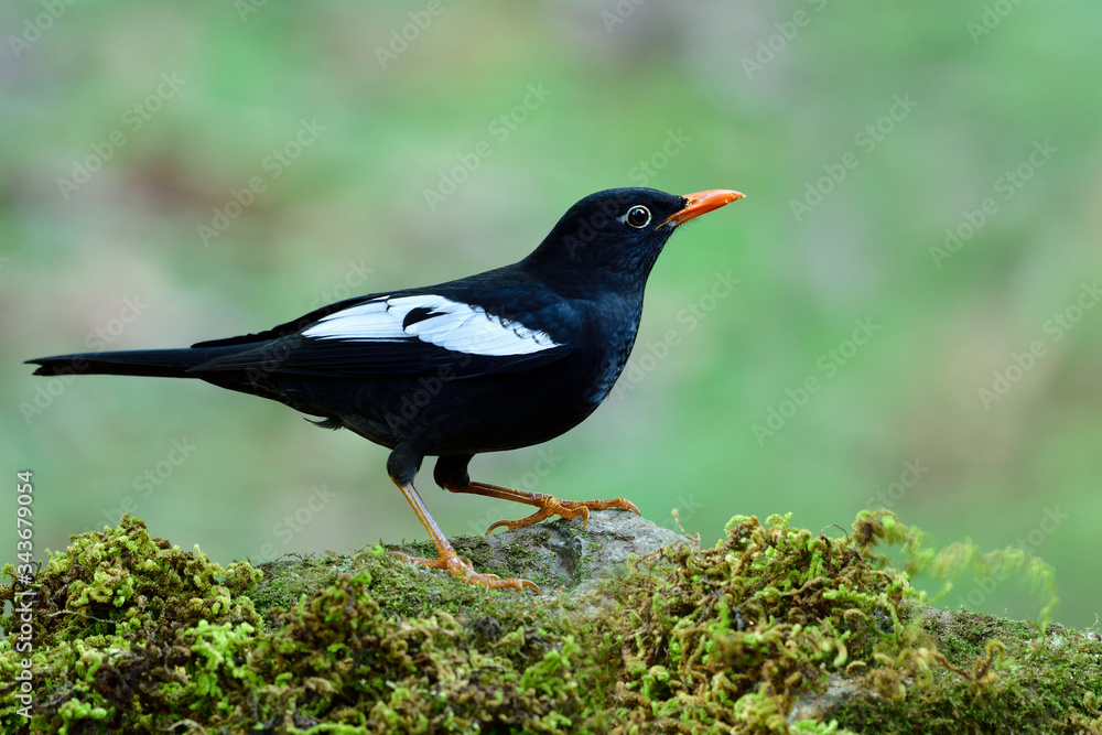 Obraz premium Black bird with white and grey feathers on its wings percing on mossy rock in nature
