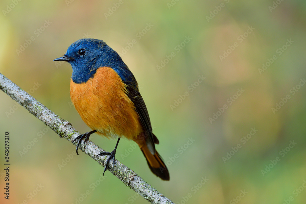 Blue-fronted Redstart (Phoenicurus frontalis) male bird has bright blue and orange feathers with sharp beaks and oval eyes happily perching on wooden stick Blue-fronted Redstart (Phoenicurus frontalis) male bird has bright blue and orange feathers with sharp beaks and oval eyes happily perching on wooden stick