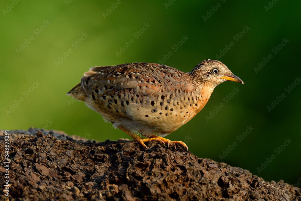 Brown bird running down hill on sunshine over green grass as background day, happy animal in wild Brown bird running down hill on sunshine over green grass as background day, happy animal in wild