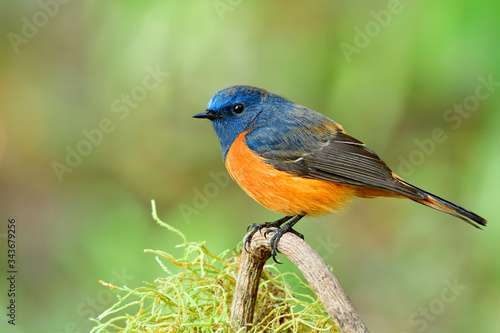 Bright and velvet of blue and orange bird perching on tree branch over green mossy grass, male of blue-fronted redstart (Phoenicurus frontalis)