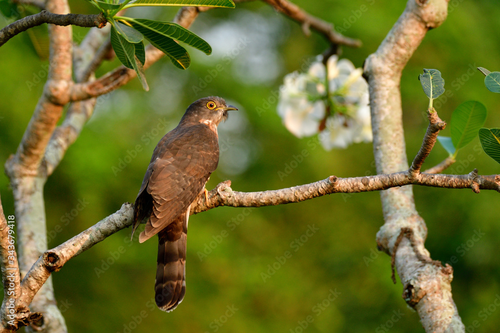 Camouflage brown with yellow ring eyes bird perching on white flower branch in Bangkokcity garden, Large hawk-cuckoo (Hierococcyx sparverioides) Camouflage brown with yellow ring eyes bird perching on white flower branch in Bangkokcity garden, Large hawk-cuckoo (Hierococcyx sparverioides)