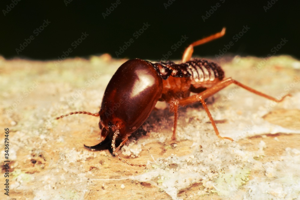 Close-up of worker termites on the forest floor
Close-up of worker termites on the forest floor